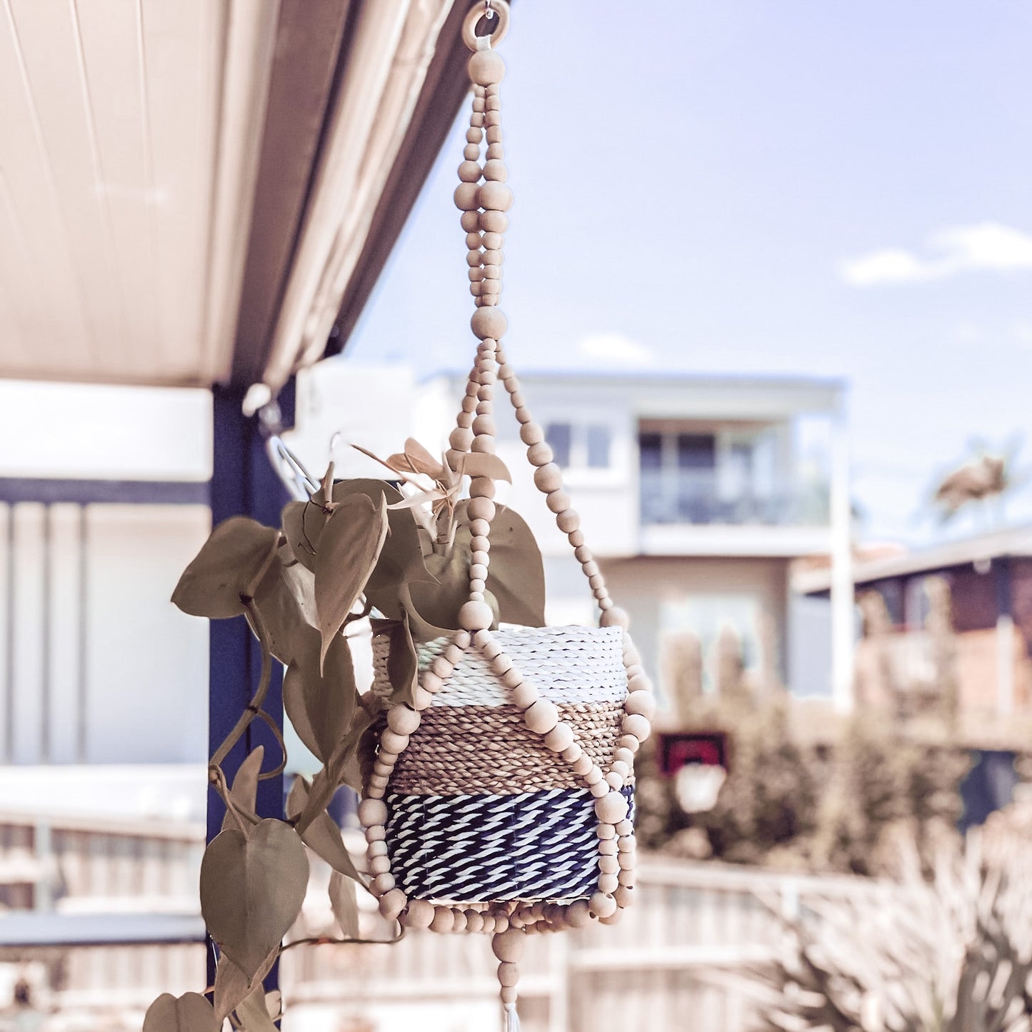 hanging pot plant australia